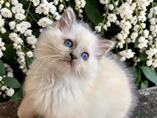 Ragdoll cats Stunning fluffy blue-point ragdoll female kittens - Advert 1