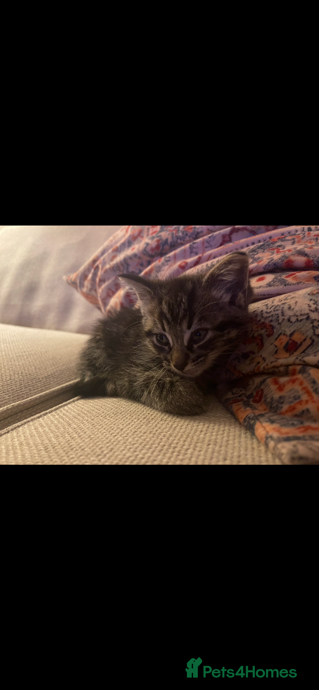 Maine Coon cats for sale: Maine Coon Male Kittens - Advert 2