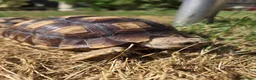 Tortoise reptiles for sale: Sulcata 1 year old in New Romney - Advert 3