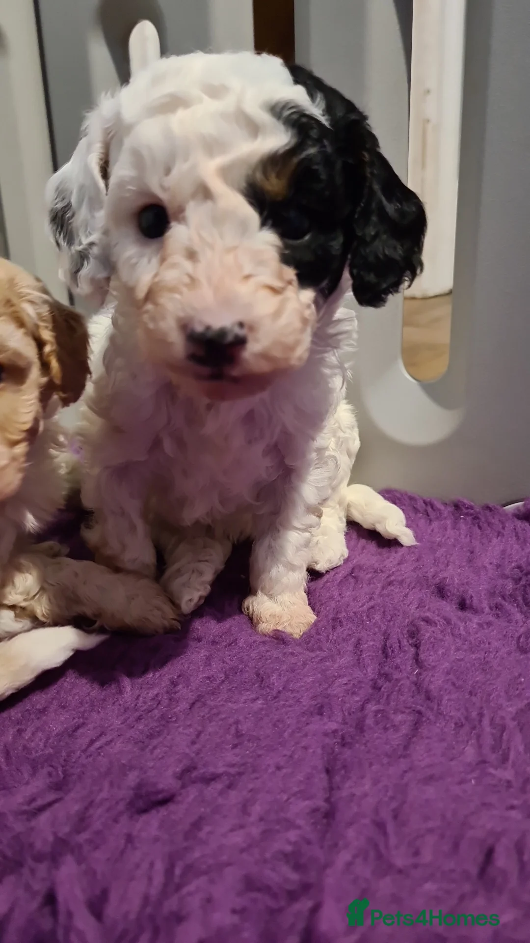 Toy Poodle dogs for stud: Health Tested Tri Toy in Birkenhead - Advert 19