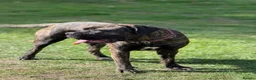 Cane Corso dogs for sale: IKC/FCI❤️Two beautiful Females❤️ in London - Advert 2