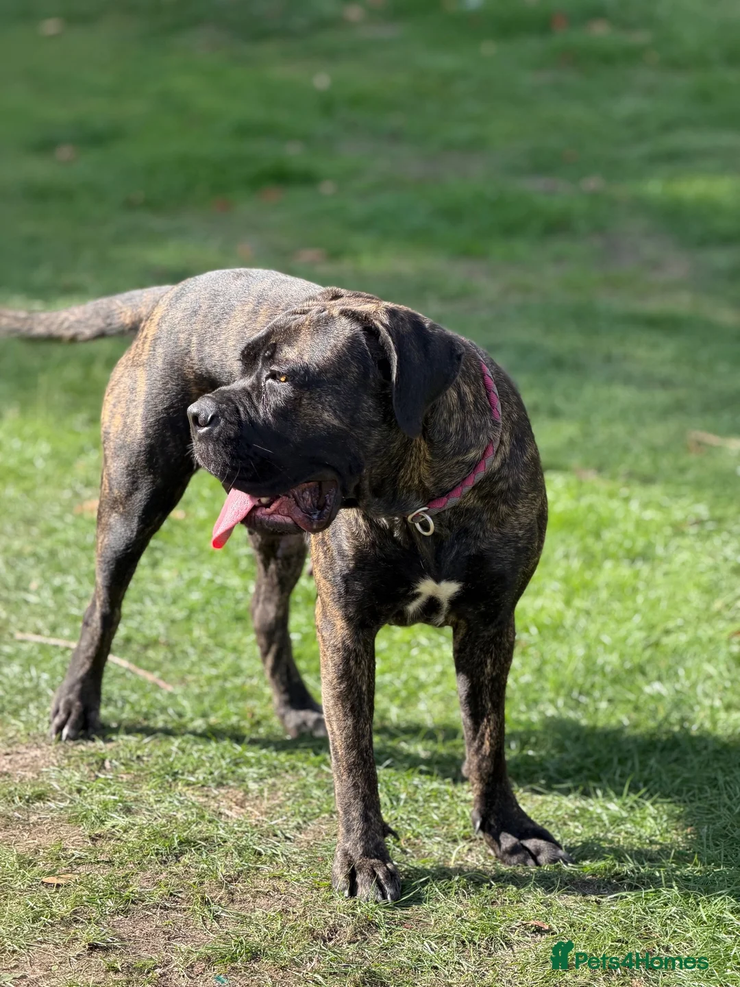Cane Corso dogs for sale: IKC/FCI❤️Two beautiful Females❤️ in London - Advert 2