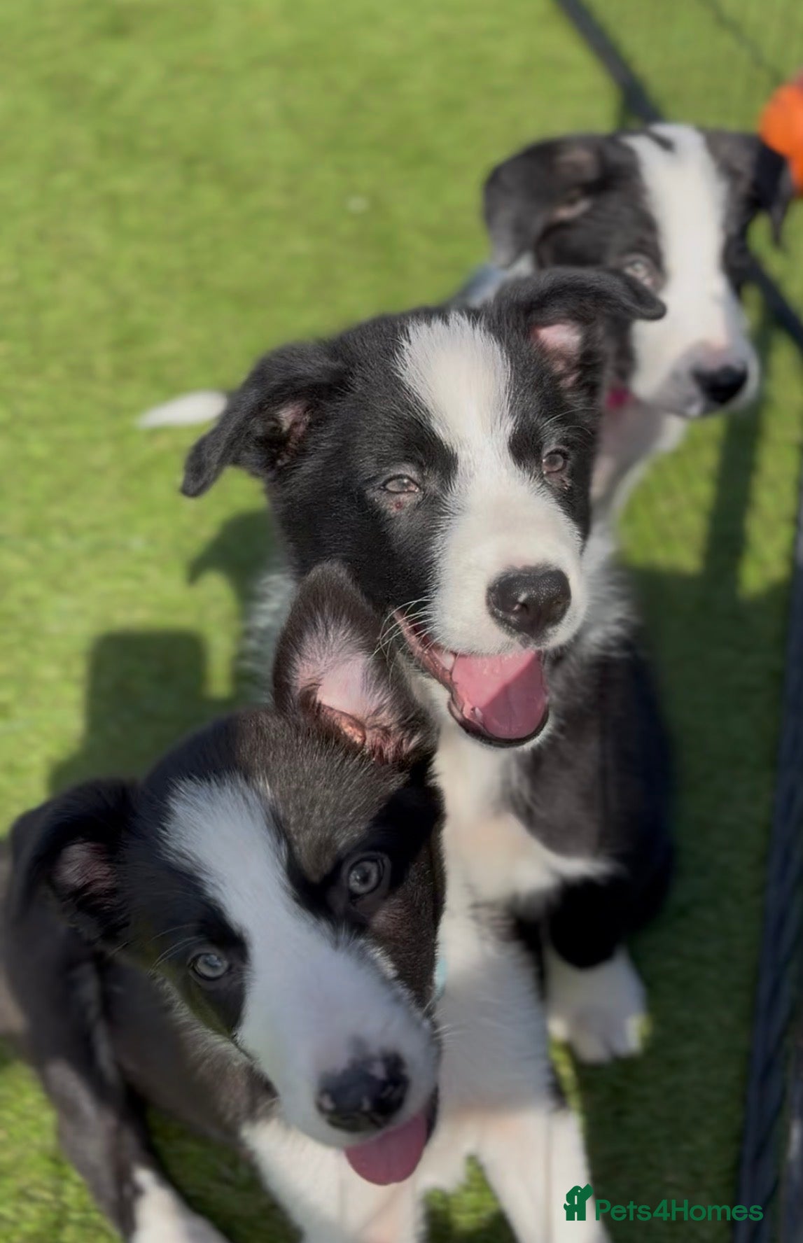 Border Collie dogs Border collie puppies  - Advert 2