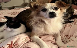 Mixed Breed dogs for adoption: Meet Koda 🐻 — the 5kg cuddle monster - Image 1
