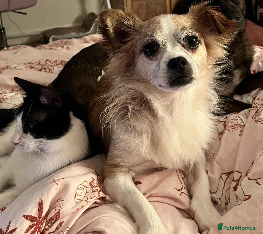 Mixed Breed dogs for adoption: Meet Koda 🐻 — the 5kg cuddle monster - Image 1