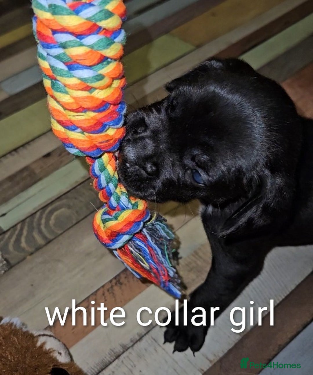 Mixed Breed dogs for sale: French bulldog x German short haired puppies - Image 4