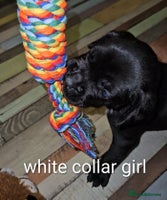 Mixed Breed dogs - Advert 12