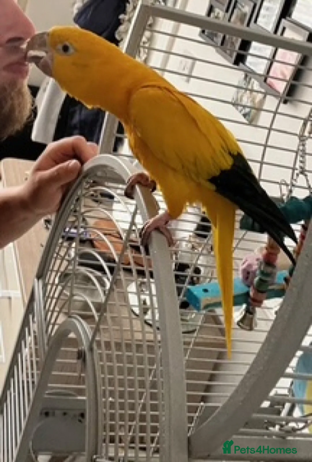 Parrots birds for sale: Sad to sell my beloved 5 year old Male Golden  - Advert 2