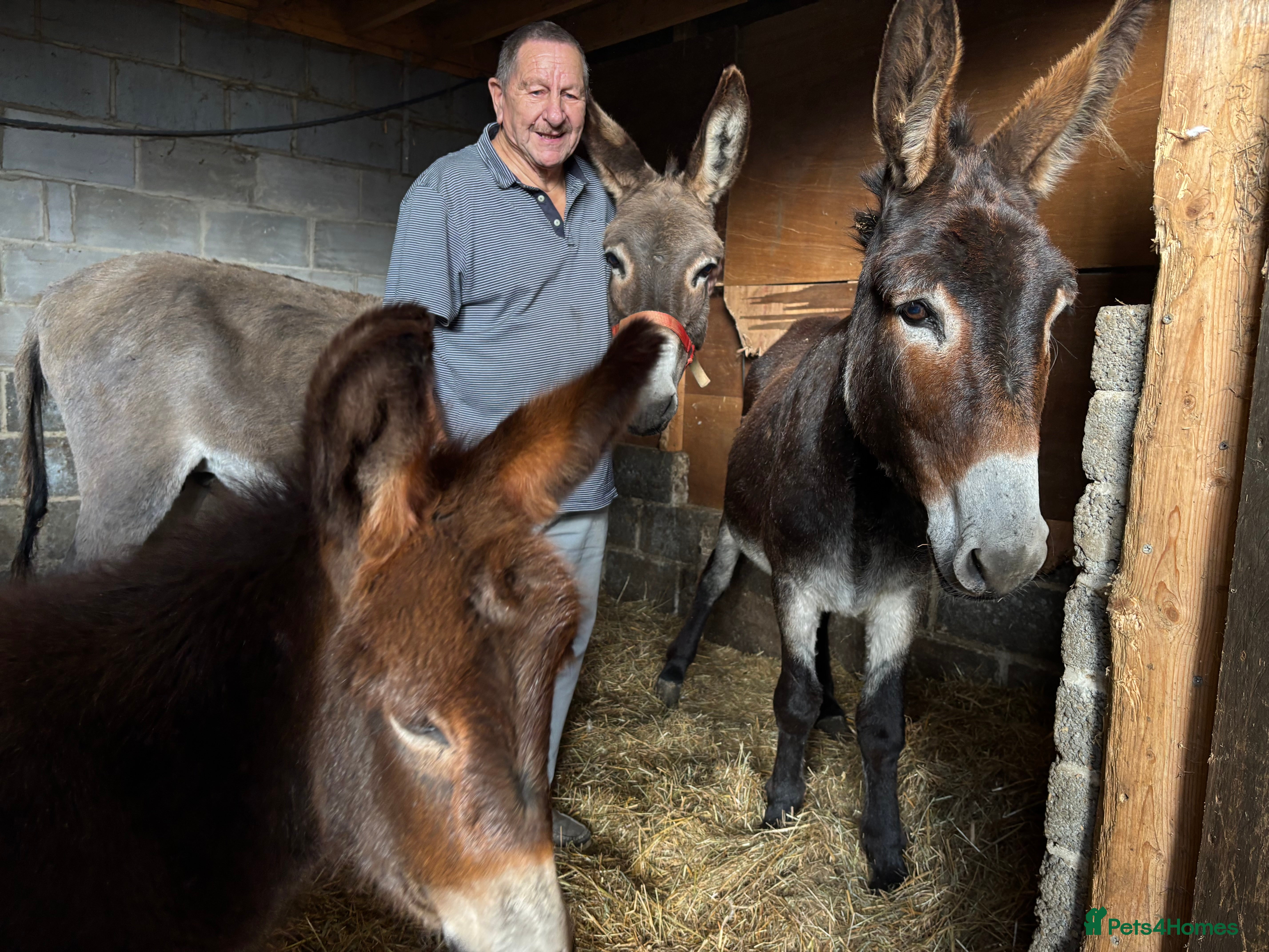 Donkey livestock Grey donkey - Advert 12