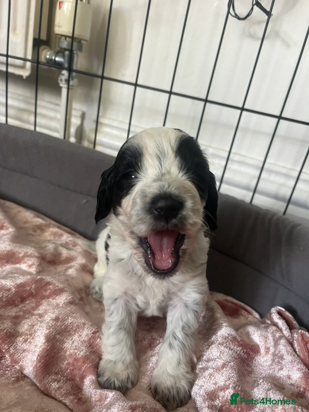 Cockapoo dogs for sale: Beautiful cocopoo puppies ready middle of may  - Advert 2