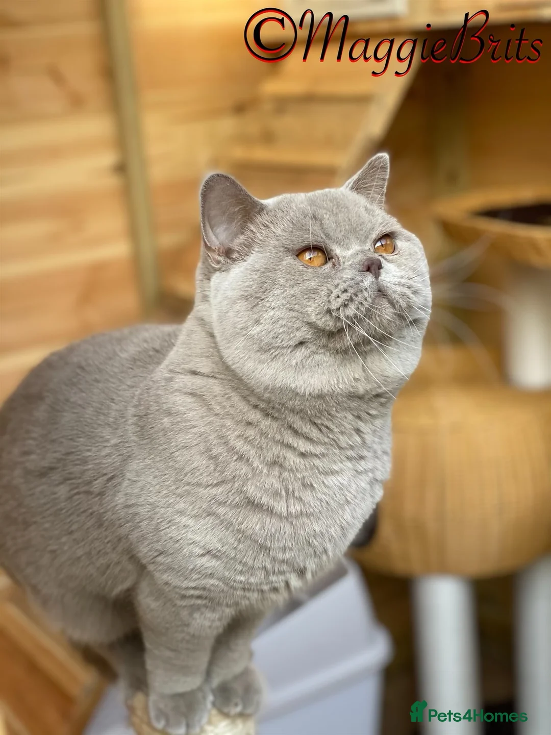 British Shorthair cats for stud: Championline Lilac Stud in Northolt - Advert 8