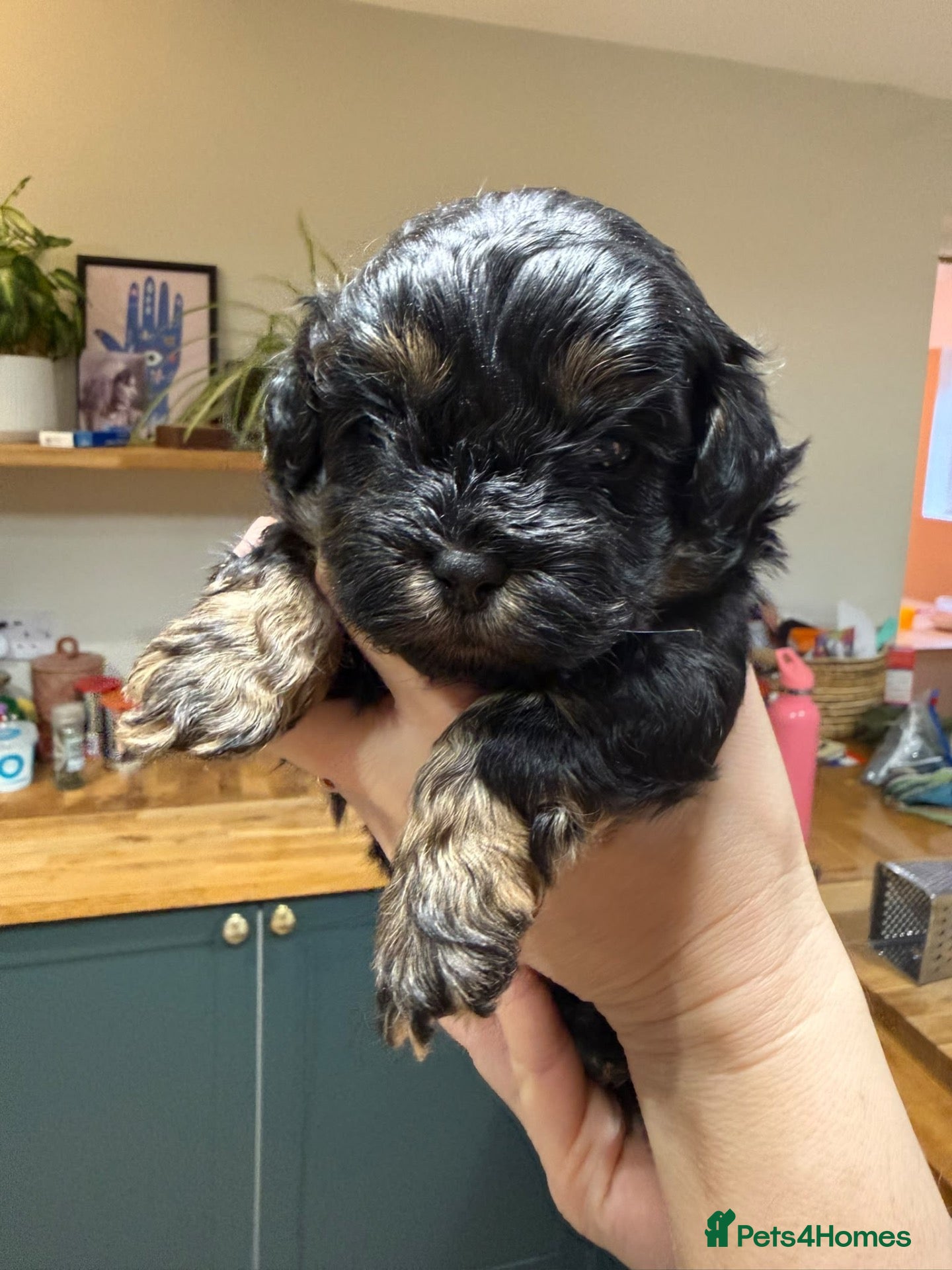 Mixed Breed dogs for sale: Maltipoo x Shihtzu  - Advert 7