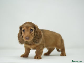 Miniature Dachshund dogs - Advert 15