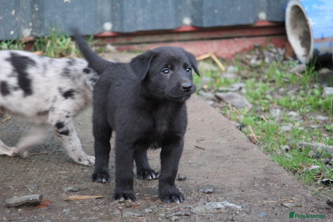 Borador dogs for sale: Labrador x Collie puppies - Image 16