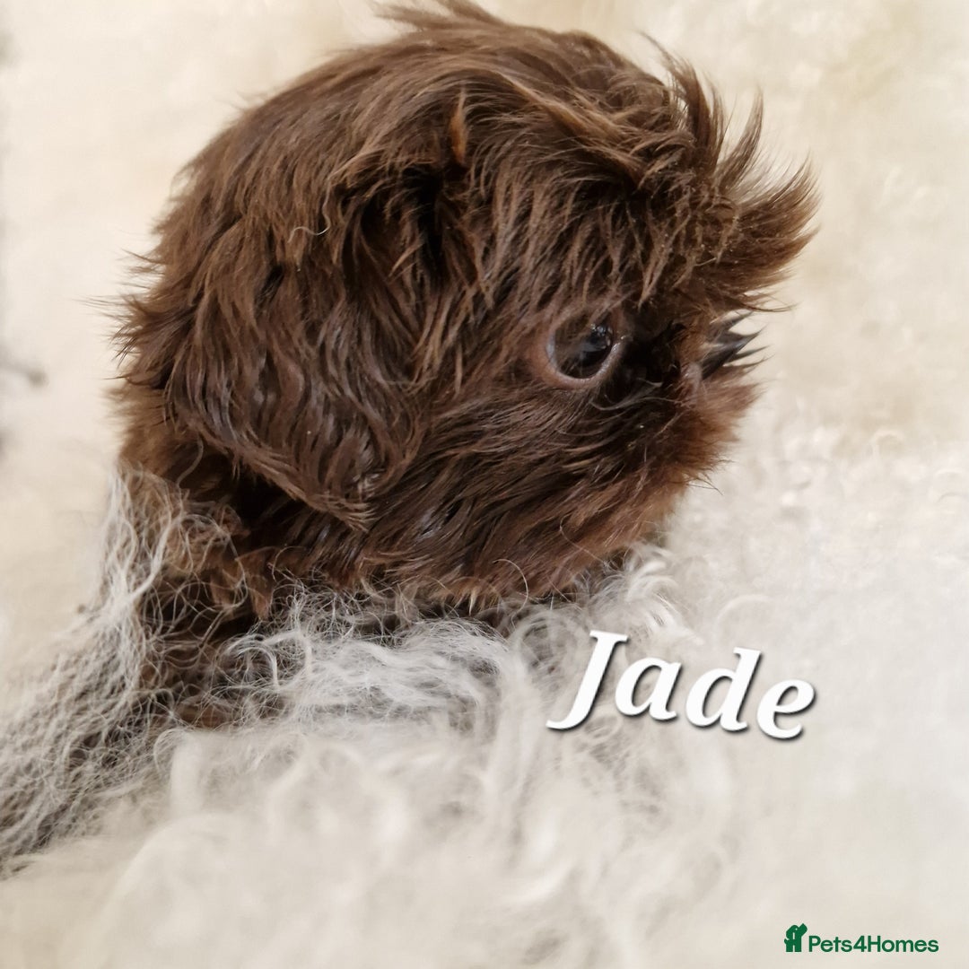 Shih Tzu dogs for sale: 4 Adorable Shih Tzu pups  - Image 7