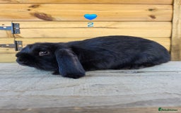 French Lop rabbits for sale: French Lops - Advert 6