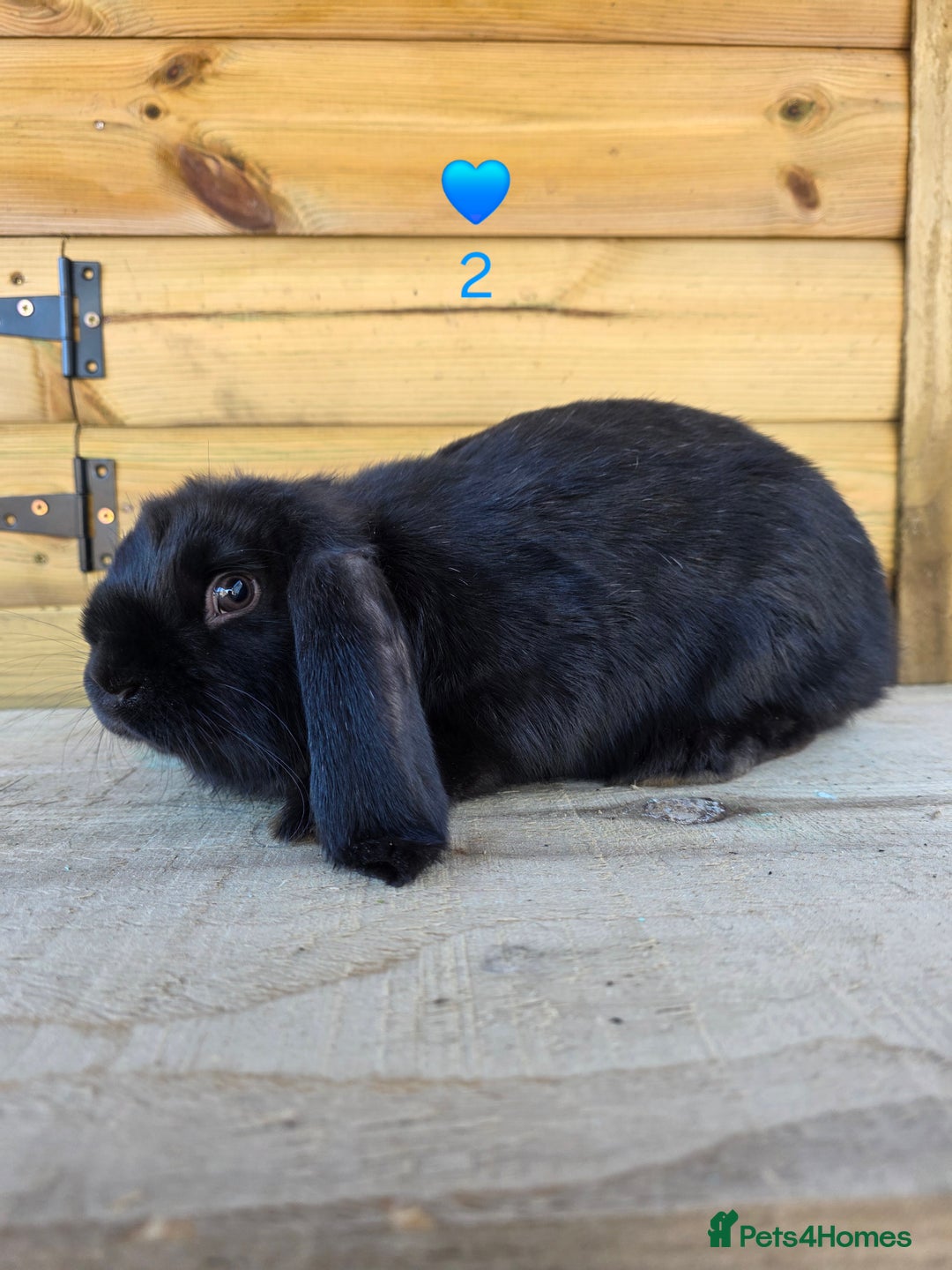 French Lop rabbits for sale: French Lops - Advert 6