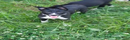 Border Collie dogs for sale: 4 adorable puppies for sale - Advert 21