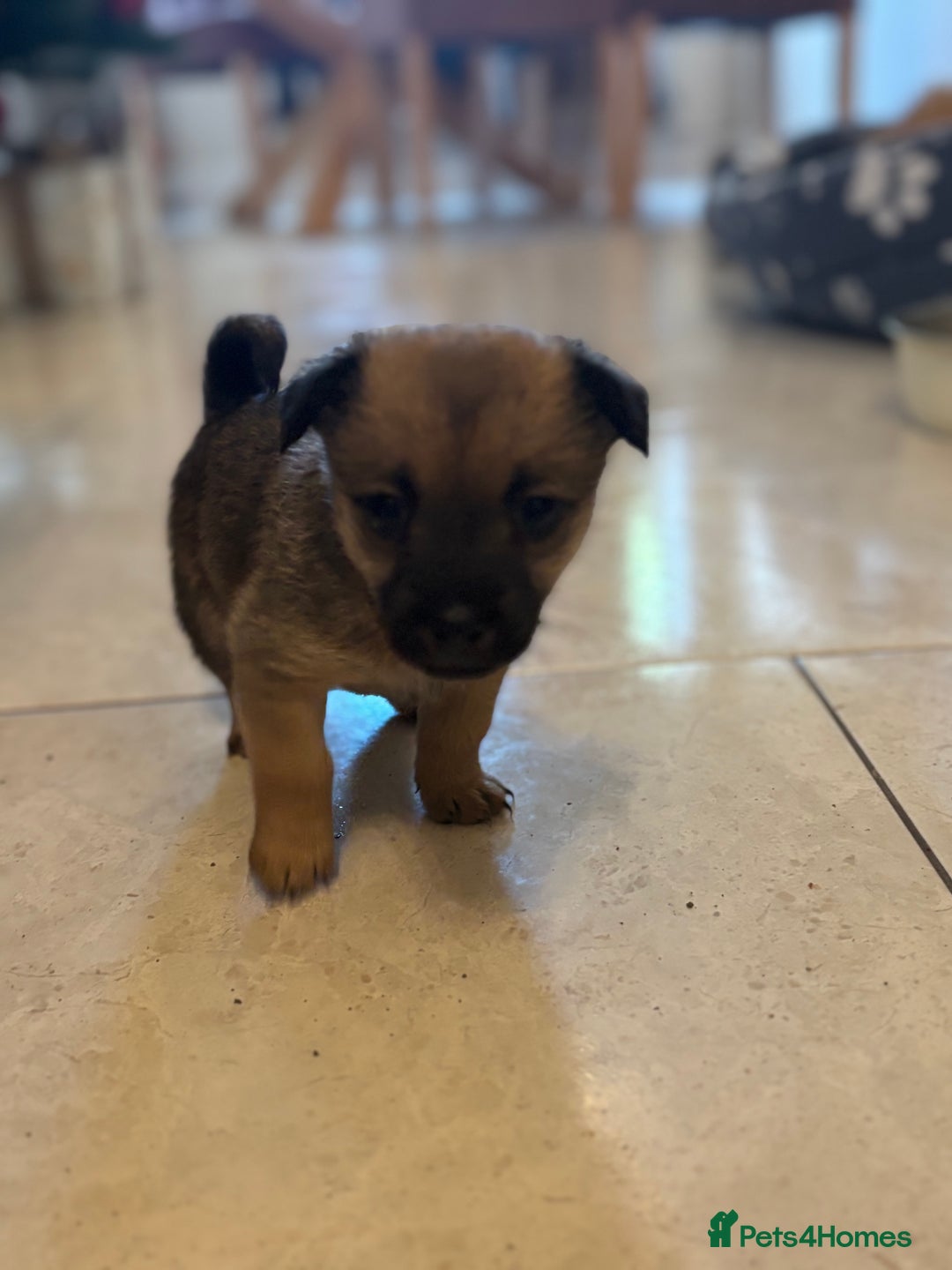 Mixed Breed dogs for sale: Jackaranian puppies - Advert 4