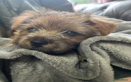 Norfolk Terrier dogs for sale: Norfolk Terrier Puppies - Image 8