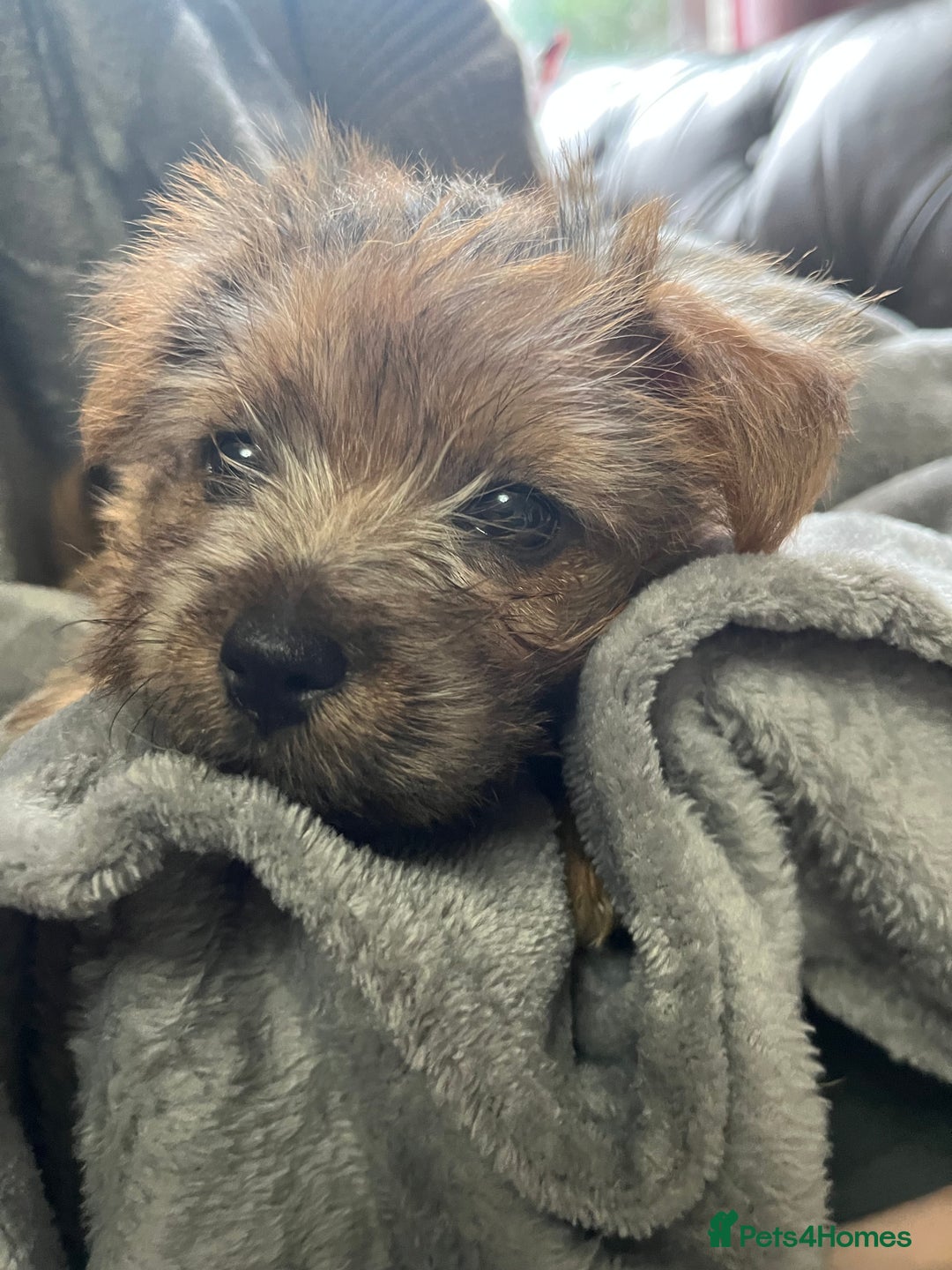 Norfolk Terrier dogs for sale: Norfolk Terrier Puppies - Image 8