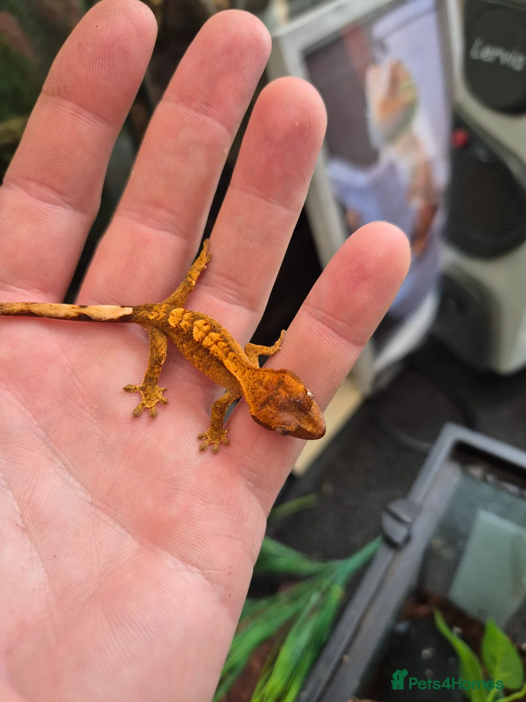 Gecko reptiles for sale: crested geckos, leopard geckos - Advert 5