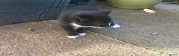Mixed Breed cats for sale: Mother & Kitten in Leicester - Advert 3