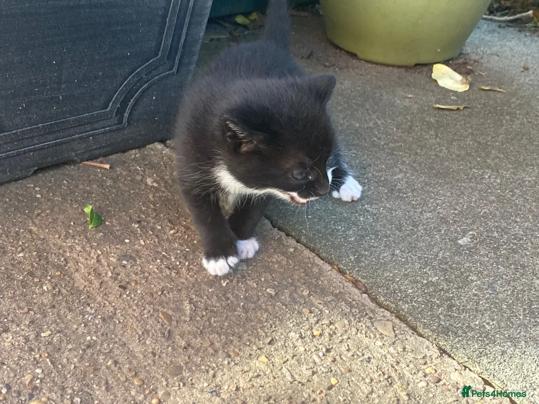 Mixed Breed cats for sale: Mother & Kitten in Leicester - Advert 3