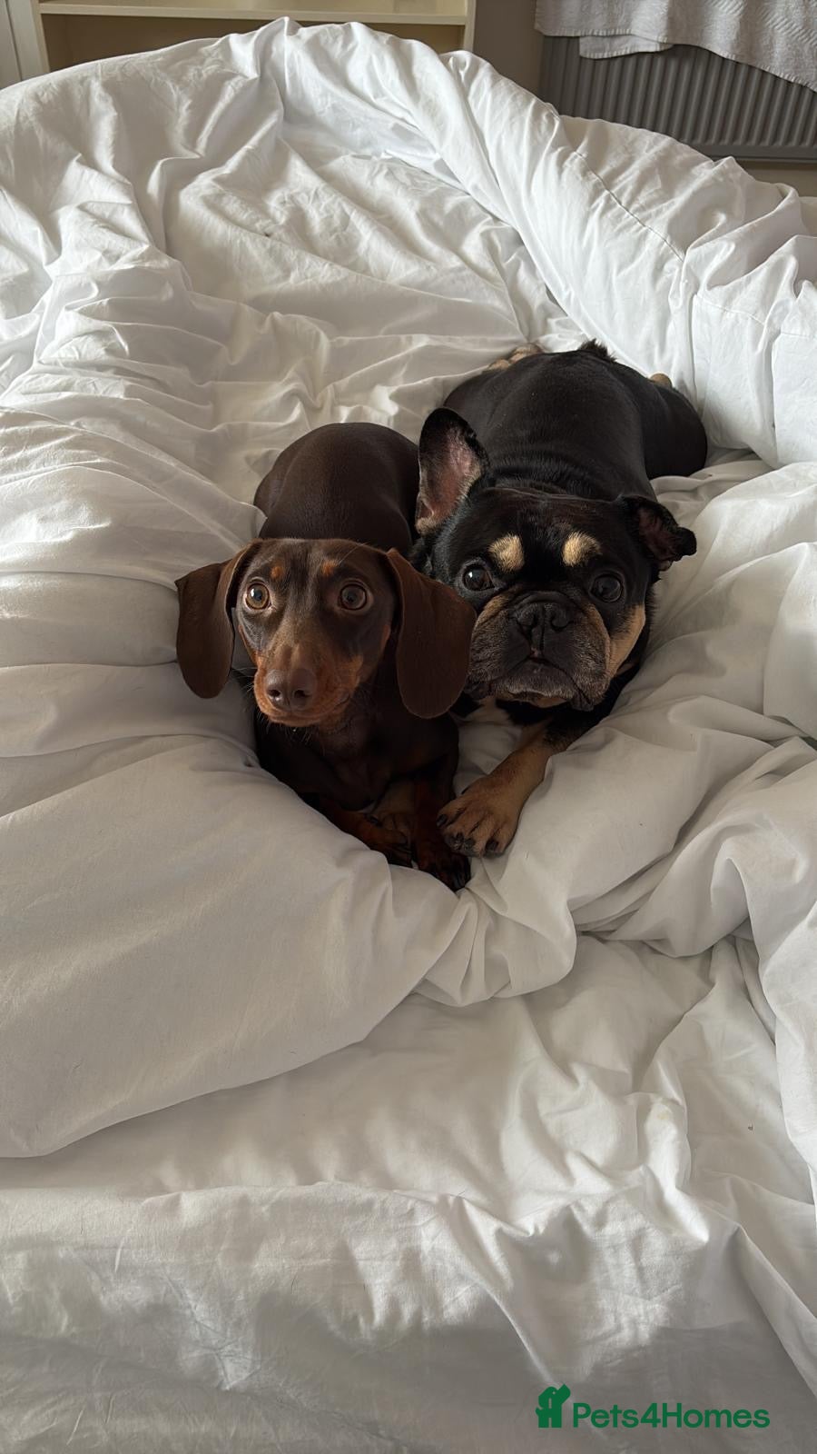 Mixed Breed dogs French bullwieners  - Advert 4