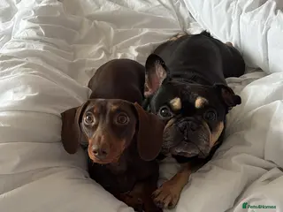 Mixed Breed dogs French bullwieners - Advert 4