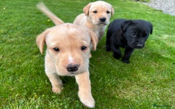 Labrador Retriever dogs for sale: Labrador Puppies  - Image 5