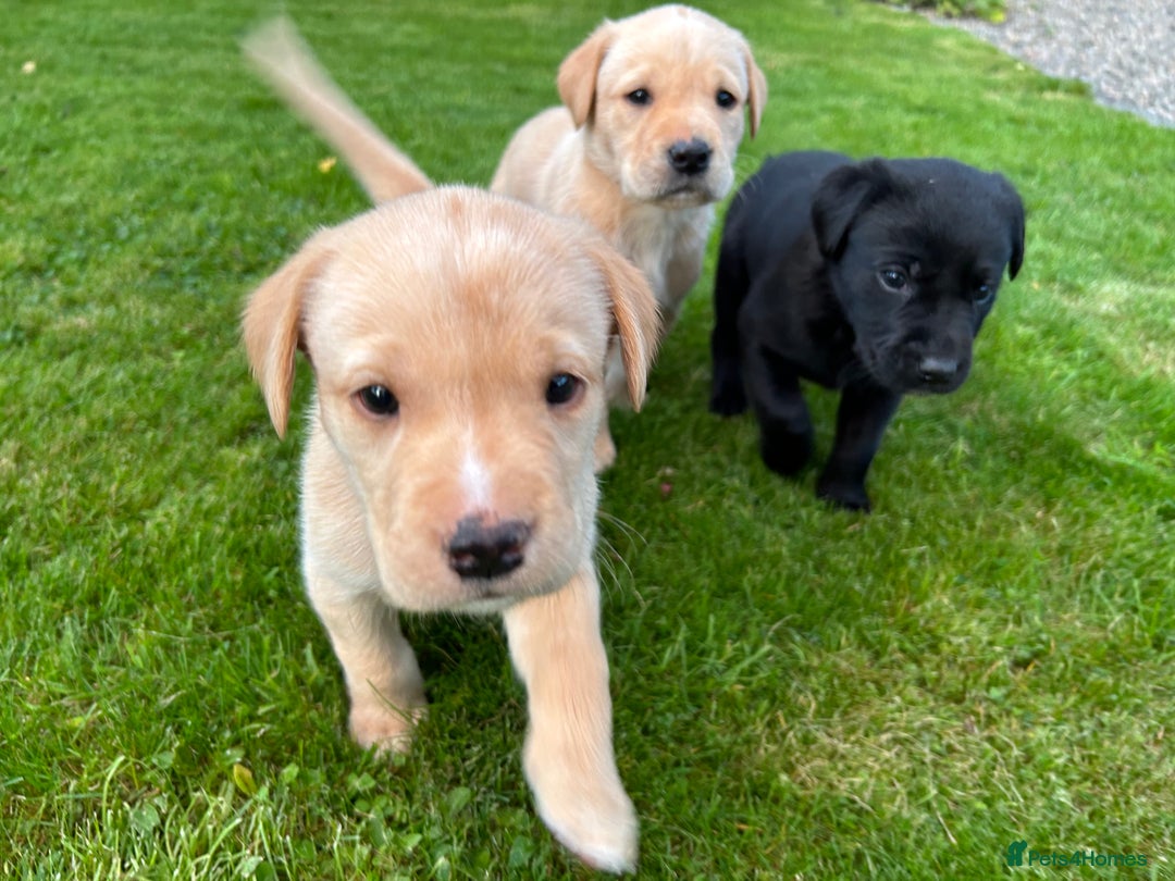 Labrador Retriever dogs for sale: Labrador Puppies  - Image 5
