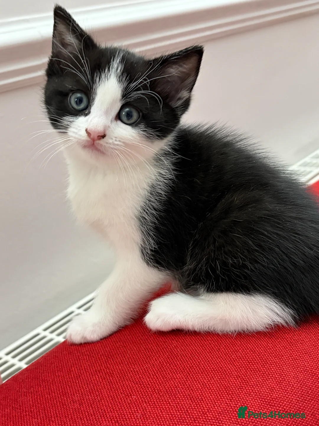 Mixed Breed cats for sale: Ragdoll & Kurilian bobtail mixed - Advert 14