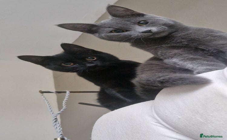 Mixed Breed cats Two kittens needing a loving family  - Advert 5