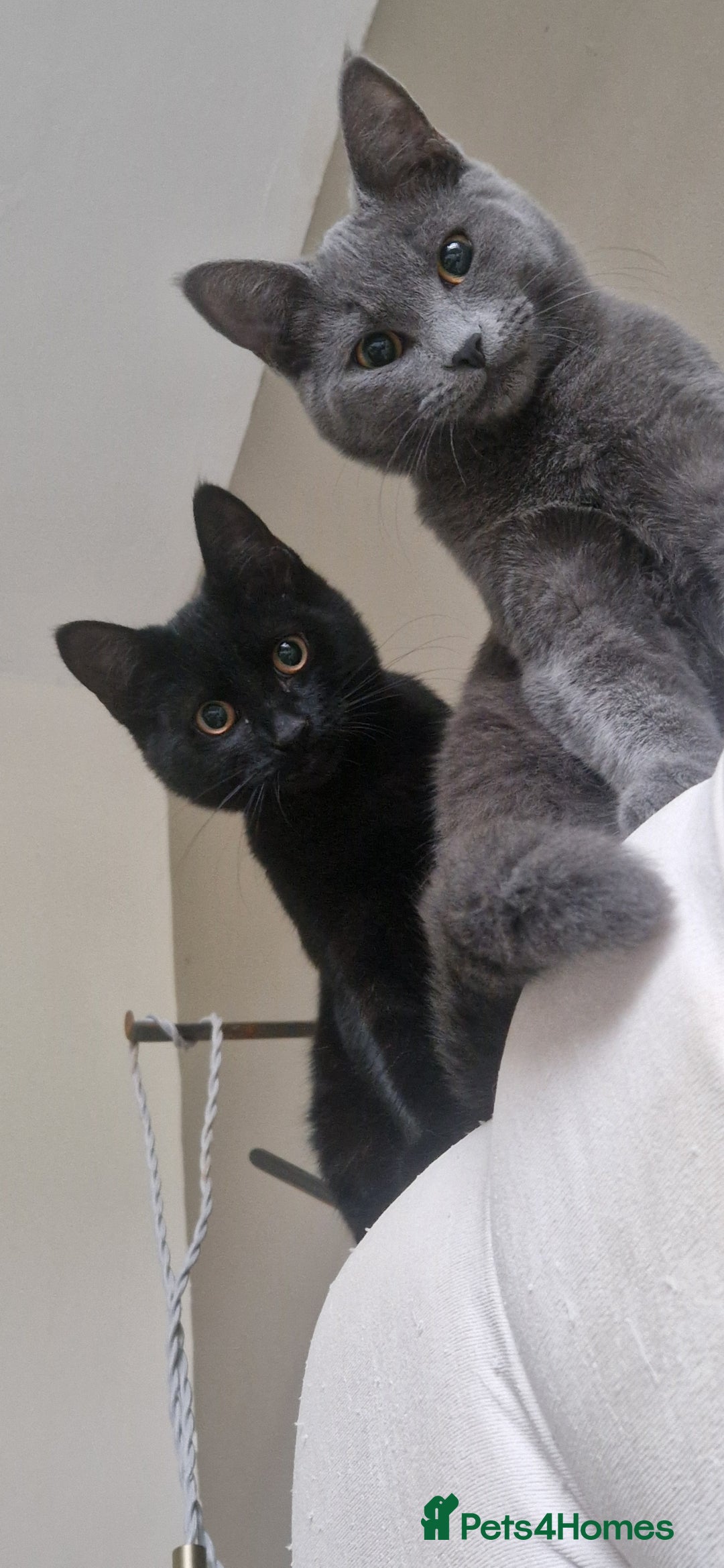 Mixed Breed cats for sale: Two kittens needing a loving family  - Advert 1