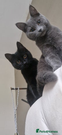 Mixed Breed cats Two kittens needing a loving family - Advert 1