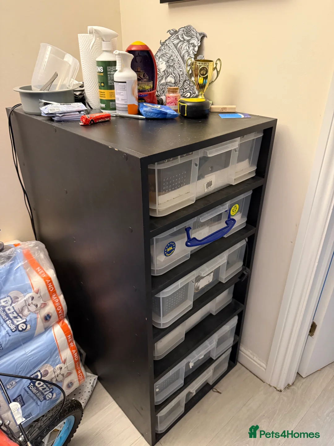 Python Snake reptiles for sale: Snake rack and 3 ball pythons - Advert 1