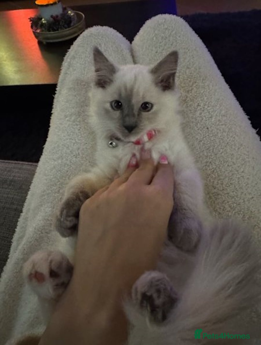 Ragdoll cats for sale: exclusive sweet Ragdolls kitties  - Image 1