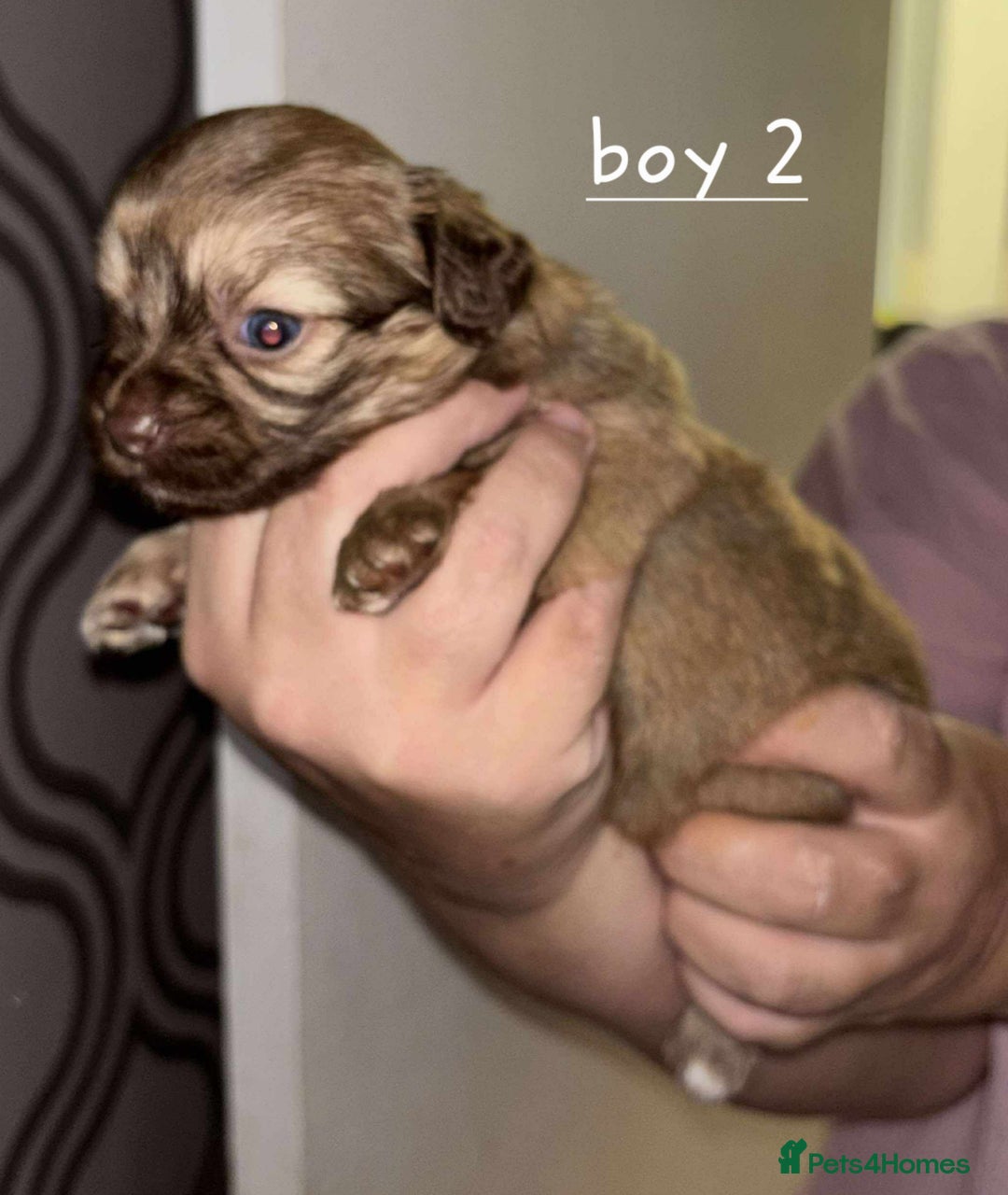 Shih Tzu dogs for sale: 5 stunning shihtzus - Advert 5