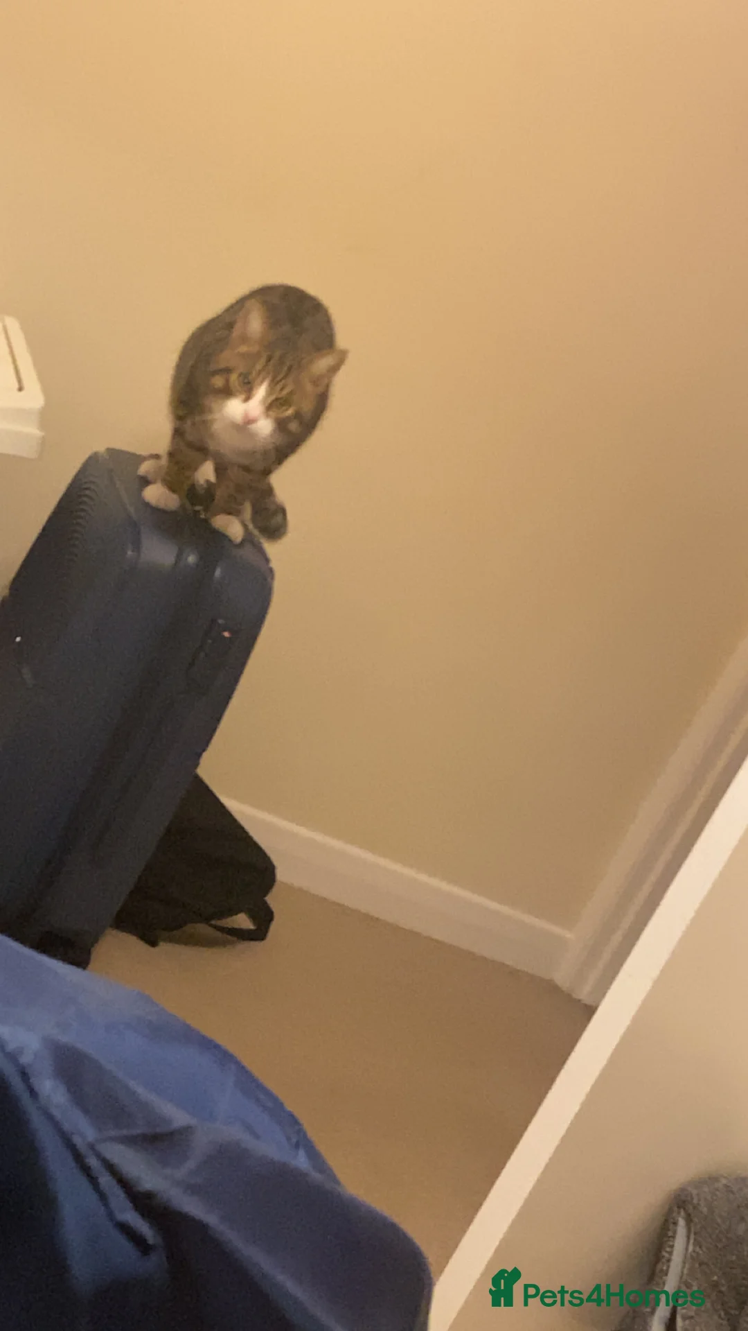 Domestic Shorthair cats for sale: Male tabby ready to go  - Advert 1