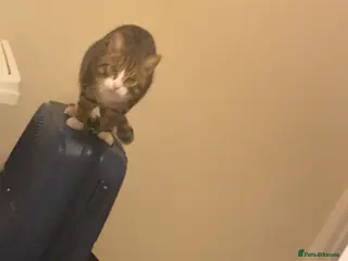 Domestic Shorthair cats Male tabby ready to go - Advert 3