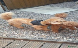 Toy Poodle dogs for stud: For Stud £175 in Leeds - Image 5