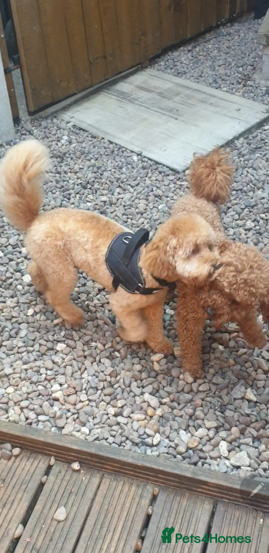 Toy Poodle dogs for stud: For Stud £175 in Leeds - Advert 5