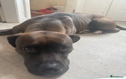 Mixed Breed dogs for sale: Female dog looking for a loving home  - Image 2
