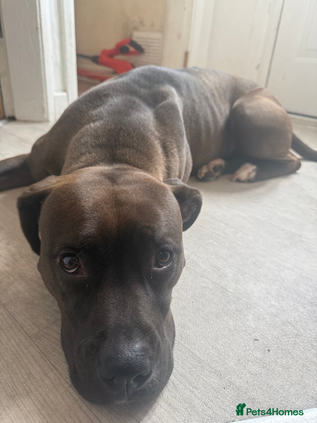 Mixed Breed dogs for sale: Female dog looking for a loving home  - Image 2