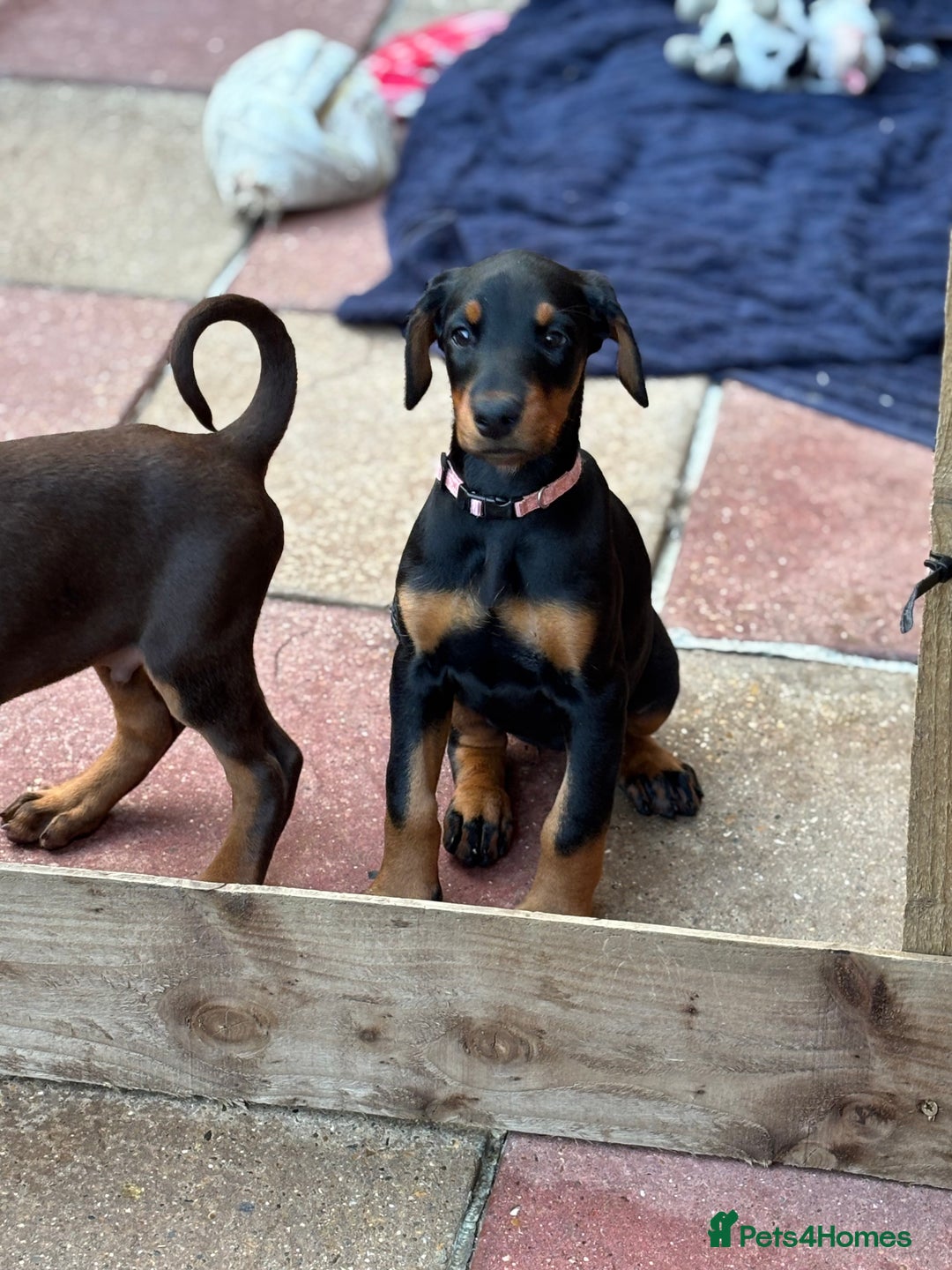 Dobermann dogs for sale: Doberman Puppies For Sale  - Image 32