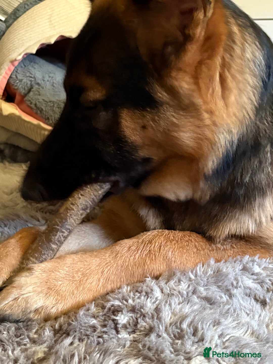 German Shepherd dogs for sale: GSD 7 Months Old - Image 6