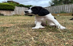English Springer Spaniel dogs for sale: Gorgeous KC Registered Springer Spaniel Puppies in Thirsk - Image 18