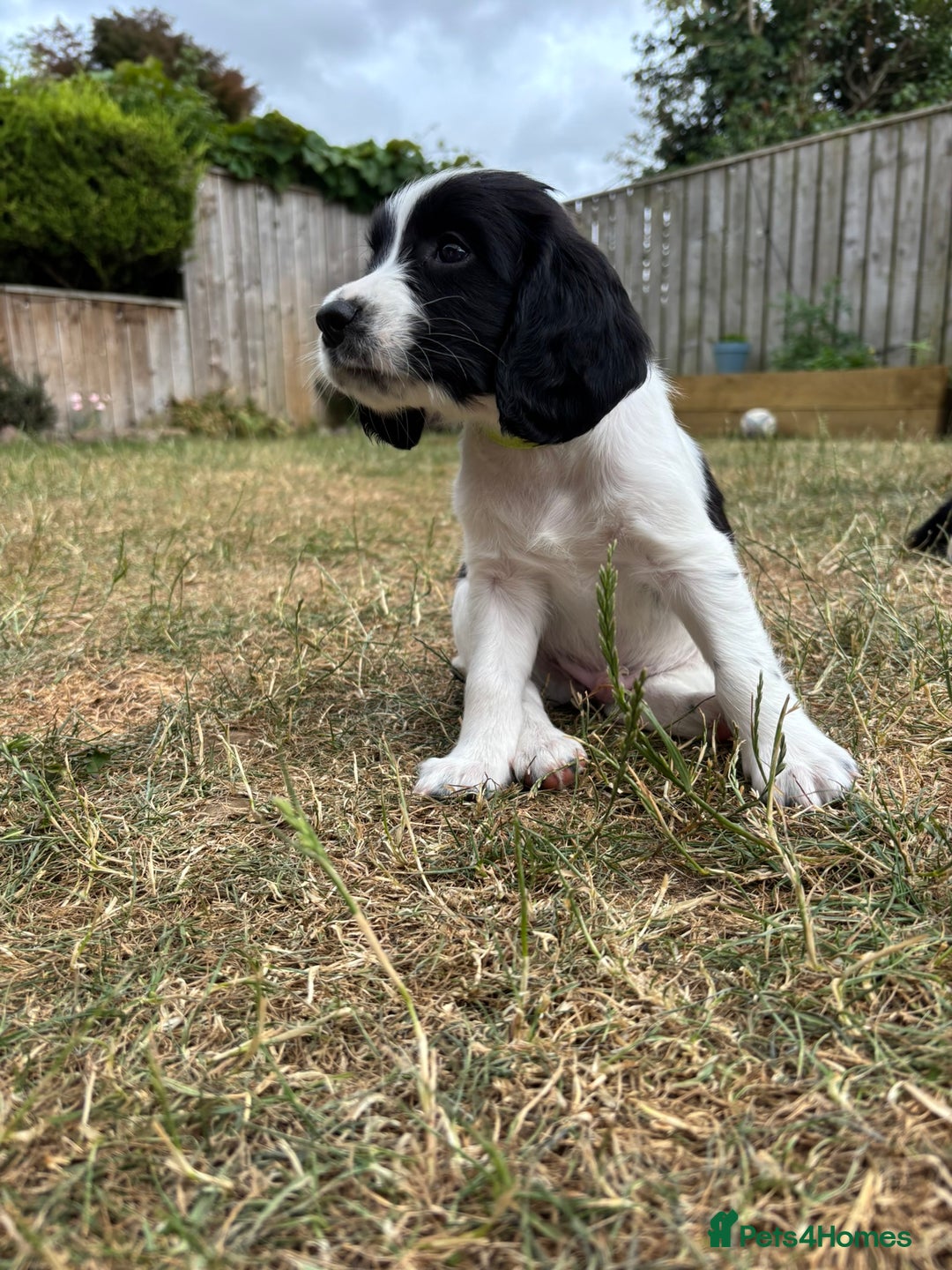 English Springer Spaniel dogs for sale: Gorgeous KC Registered Springer Spaniel Puppies in Thirsk - Image 18
