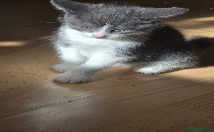 Dwelf cats - Advert 1